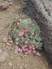 Eriogonum ovalifolium rubidum