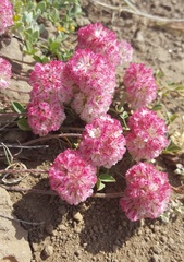 Eriogonum ovalifolium rubidum