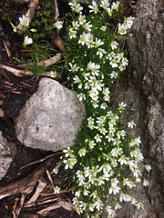 Mononeuria groenlandica