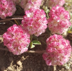 Eriogonum ovalifolium rubidum
