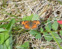 Phyciodes cocyta