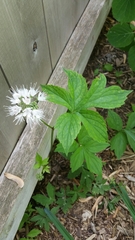 Hydrophyllum virginianum