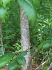Oxydendrum