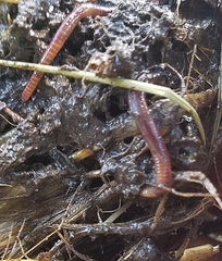 Lumbricus rubellus
