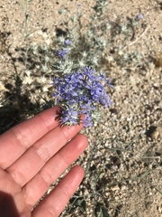 Eriastrum densifolium