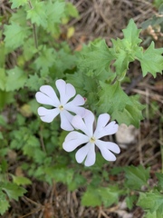Zaluzianskya katharinae