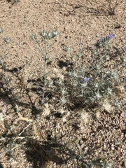 Eriastrum densifolium