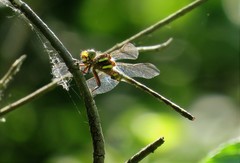 Cordulegaster bilineata