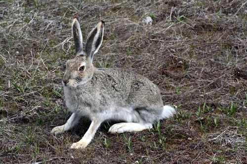 White-tailed Jackrabbit