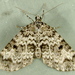 Double-banded Carpet Moth - Photo (c) Dick, some rights reserved (CC BY-NC-SA)
