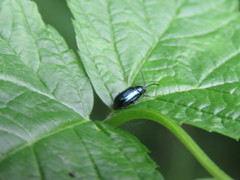 Alticina