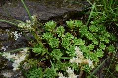 Sedum glaucophyllum