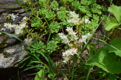 Sedum glaucophyllum