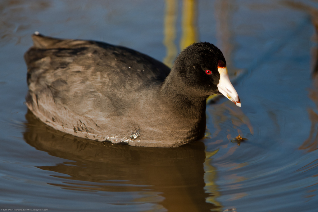 American Coot (Birds of the Alameda Shoreline ) · iNaturalist