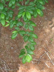 Oxydendrum