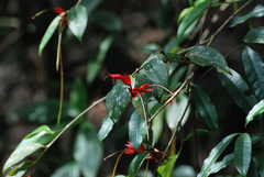 Aeschynanthus bracteatus
