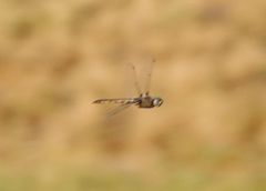 Epitheca petechialis