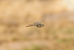 Epitheca petechialis