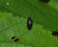 Glischrochilus siepmanni