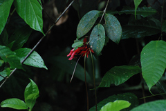 Aeschynanthus bracteatus