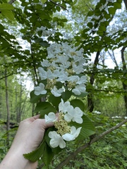 Viburnum plicatum