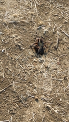 Dugesiella anitahoffmannae