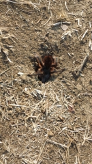 Dugesiella anitahoffmannae