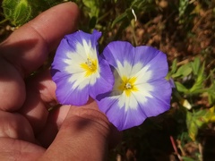 Convolvulus tricolor