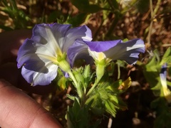 Convolvulus tricolor