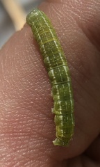 Orthosia hibisci