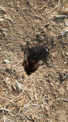 Dugesiella anitahoffmannae