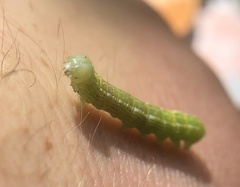 Orthosia hibisci