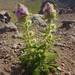 Peck's Thistle - Photo (c) Alex Abair, some rights reserved (CC BY-NC), uploaded by Alex Abair