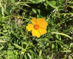 Coreopsis pubescens