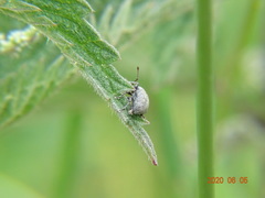 Peritelus sphaeroides