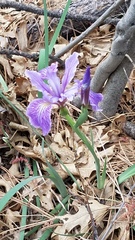 Iris hartwegii australis