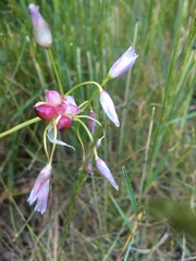 Allium roseum roseum
