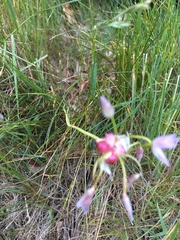 Allium roseum roseum