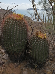Ferocactus emoryi emoryi