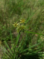 Cyperus retroflexus