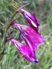 Gladiolus palustris
