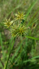 Cyperus retroflexus