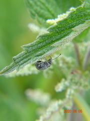 Peritelus sphaeroides