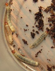 Endrosis sarcitrella