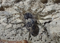 Oecobius maculatus