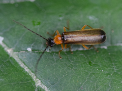 Rhagonycha lutea