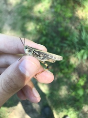 Pardalophora apiculata