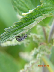 Peritelus sphaeroides