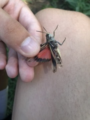 Pardalophora apiculata