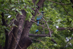 Eumomota superciliosa